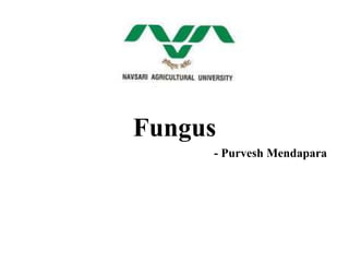 Fungus
- Purvesh Mendapara
 
