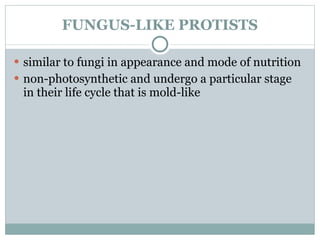 FUNGUS-LIKE PROTISTS similar to fungi in appearance and mode of nutrition non-photosynthetic and undergo a particular stage in their life cycle that is mold-like 