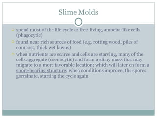 Slime Molds spend most of the life cycle as free-living, amoeba-like cells (phagocytic) found near rich sources of food (e.g. rotting wood, piles of compost, thick wet lawns) when nutrients are scarce and cells are starving, many of the cells aggregate (coenocytic) and form a slimy mass that may migrate to a more favorable location; which will later on form a  spore-bearing structure ; when conditions improve, the spores germinate, starting the cycle again 