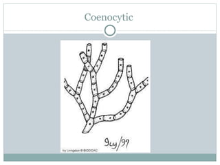 Coenocytic  