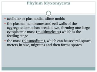   Phylum Myxomycota acellular or plasmodial  slime molds the plasma membranes and cell walls of the aggregated amoebas break down, forming one large cytoplasmic mass ( multinucleate ) which is the feeding stage the mass ( plasmodium ), which can be several square meters in size, migrates and then forms spores 