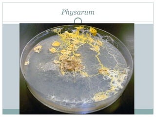 Physarum 