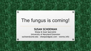 The fungus is coming!
SUSAN SCHOENIAN
Sheep & Goat Specialist
University of Maryland Extension
sschoen@umd.edu – sheepandgoat.com - wormx.info
 
