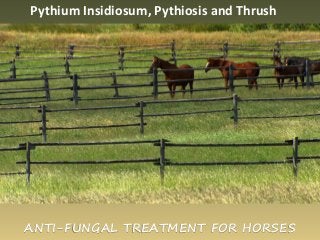 ANTI-FUNGAL TREATMENT FOR HORSES
Pythium Insidiosum, Pythiosis and Thrush
 