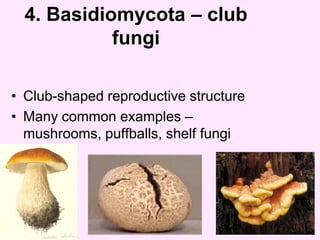 Fungus Part I