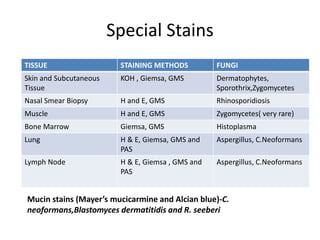 Special Stains
TISSUE STAINING METHODS FUNGI
Skin and Subcutaneous
Tissue
KOH , Giemsa, GMS Dermatophytes,
Sporothrix,Zygomycetes
Nasal Smear Biopsy H and E, GMS Rhinosporidiosis
Muscle H and E, GMS Zygomycetes( very rare)
Bone Marrow Giemsa, GMS Histoplasma
Lung H & E, Giemsa, GMS and
PAS
Aspergillus, C.Neoformans
Lymph Node H & E, Giemsa , GMS and
PAS
Aspergillus, C.Neoformans
Mucin stains (Mayer’s mucicarmine and Alcian blue)-C.
neoformans,Blastomyces dermatitidis and R. seeberi
 