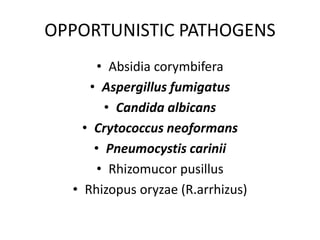 OPPORTUNISTIC PATHOGENS
• Absidia corymbifera
• Aspergillus fumigatus
• Candida albicans
• Crytococcus neoformans
• Pneumocystis carinii
• Rhizomucor pusillus
• Rhizopus oryzae (R.arrhizus)
 