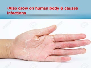 •Also grow on human body & causes
infections
 