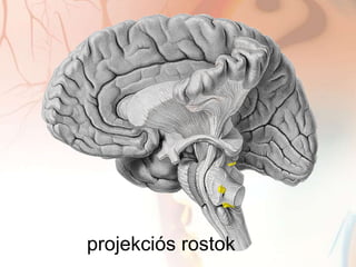 A központi idegrendszer funkcionális anatómiája I | PPTX