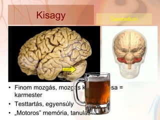 Kisagy                  Cerebellum




• Finom mozgás, mozgás koordinálása =
  karmester
• Testtartás, egyensúly
• „Motoros” memória, tanulás
 