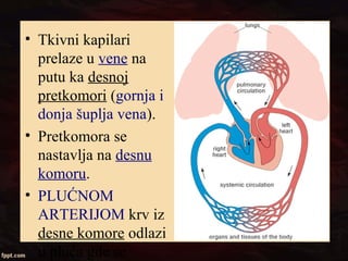 • Tkivni kapilari
prelaze u vene na
putu ka desnoj
pretkomori (gornja i
donja šuplja vena).
• Pretkomora se
nastavlja na desnu
komoru.
• PLUĆNOM
ARTERIJOM krv iz
desne komore odlazi
u pluća gde se
 