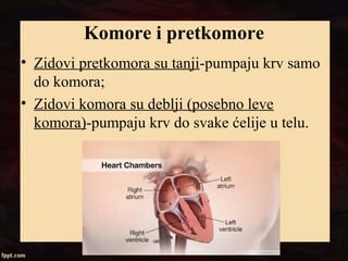 Komore i pretkomore
• Zidovi pretkomora su tanji-pumpaju krv samo
do komora;
• Zidovi komora su deblji (posebno leve
komora)-pumpaju krv do svake ćelije u telu.
 