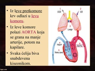 • Iz leve pretkomore
krv odlazi u levu
komoru.
• Iz leve komore
polazi AORTA koja
se grana na manje
arterije, potom na
kapilare.
• Svaka ćelija biva
snabdevena
kiseonikom.
 