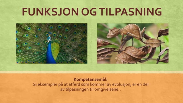 Funksjon og tilpasning biologi 1 | PPTX