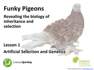 Funky Pigeons
Revealing the biology of
inheritance and
selection
Lesson 1
Artificial Selection and Genetics
Picture courtesy John Ross: darwinspigeons.com
 