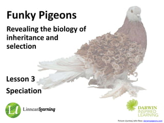 Funky Pigeons
Revealing the biology of
inheritance and
selection
Lesson 3
Speciation
Picture courtesy John Ross: darwinspigeons.com
 