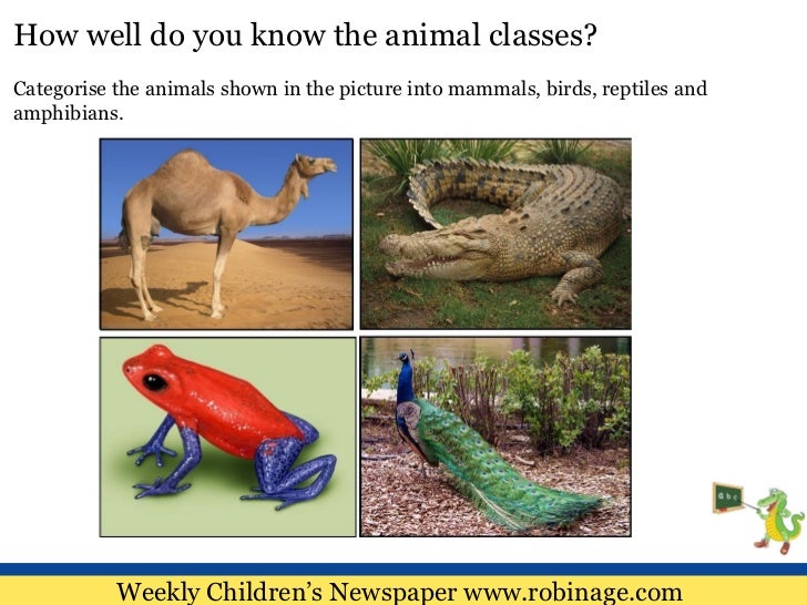 Fun Learning For Kids : The Animal Kingdom