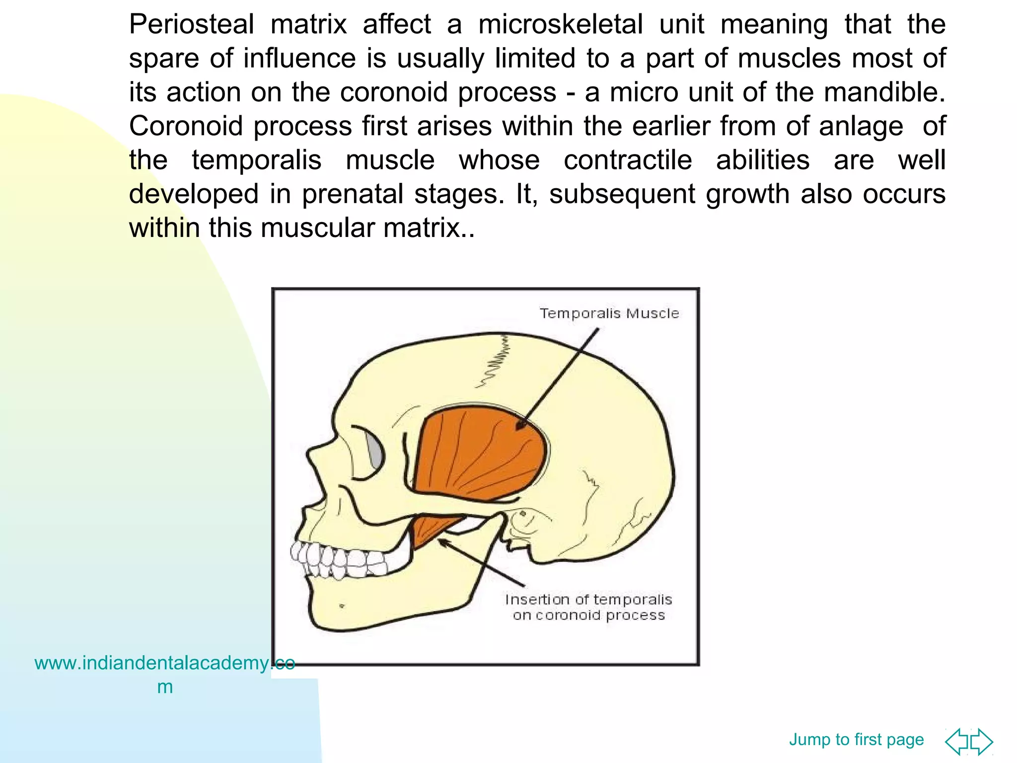 Periosteal matrix affect a microskeletal unit meaning that the
spare of influence is usually limited to a part of muscles most of
its action on the coronoid process - a micro unit of the mandible.
Coronoid process first arises within the earlier from of anlage of
the temporalis muscle whose contractile abilities are well
developed in prenatal stages. It, subsequent growth also occurs
within this muscular matrix..

www.indiandentalacademy.co
m
Jump to first page

 