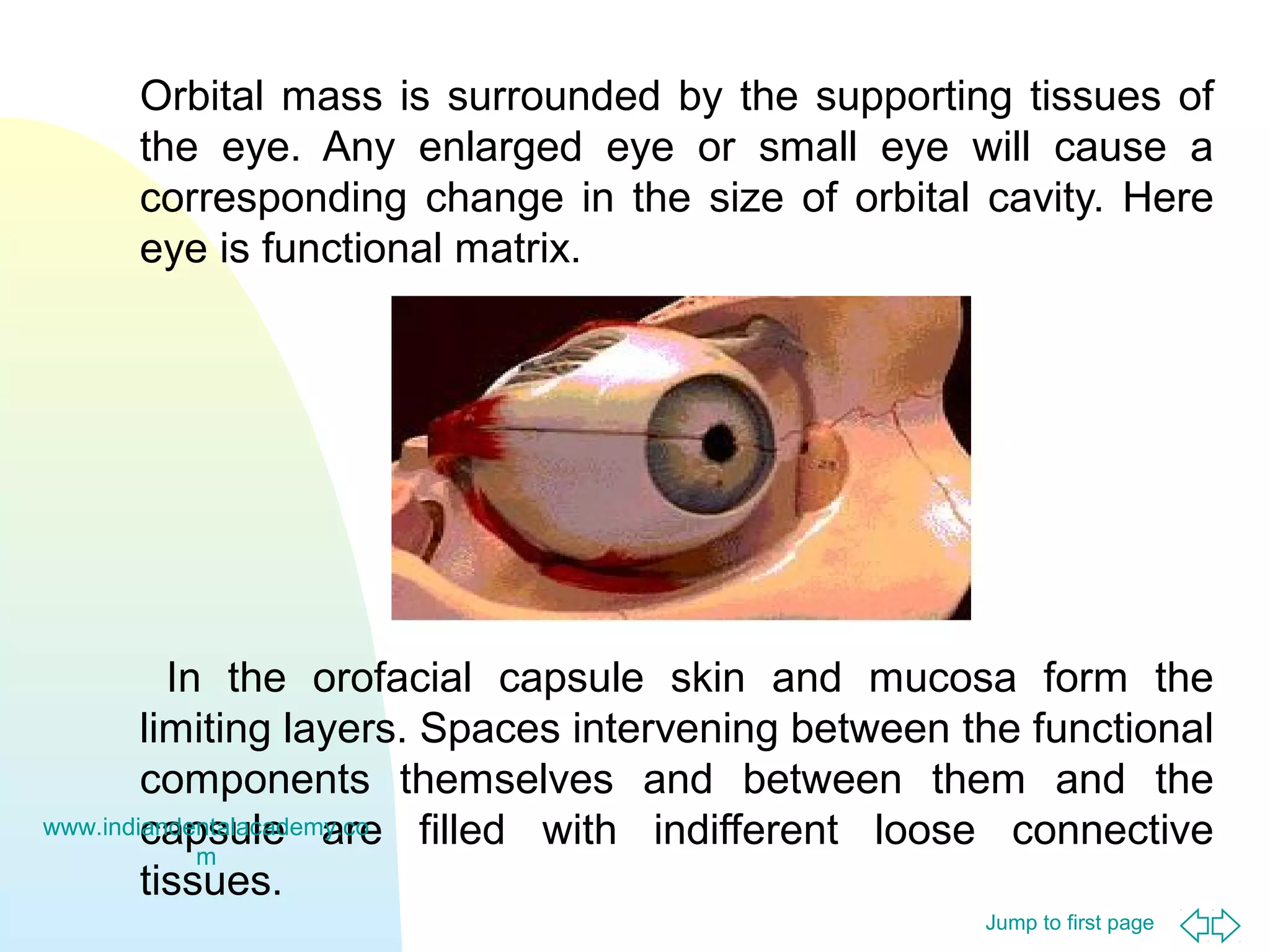 Orbital mass is surrounded by the supporting tissues of
the eye. Any enlarged eye or small eye will cause a
corresponding change in the size of orbital cavity. Here
eye is functional matrix.

In the orofacial capsule skin and mucosa form the
limiting layers. Spaces intervening between the functional
components themselves and between them and the
www.indiandentalacademy.co
capsule are filled with indifferent loose connective
m
tissues.
Jump to first page

 