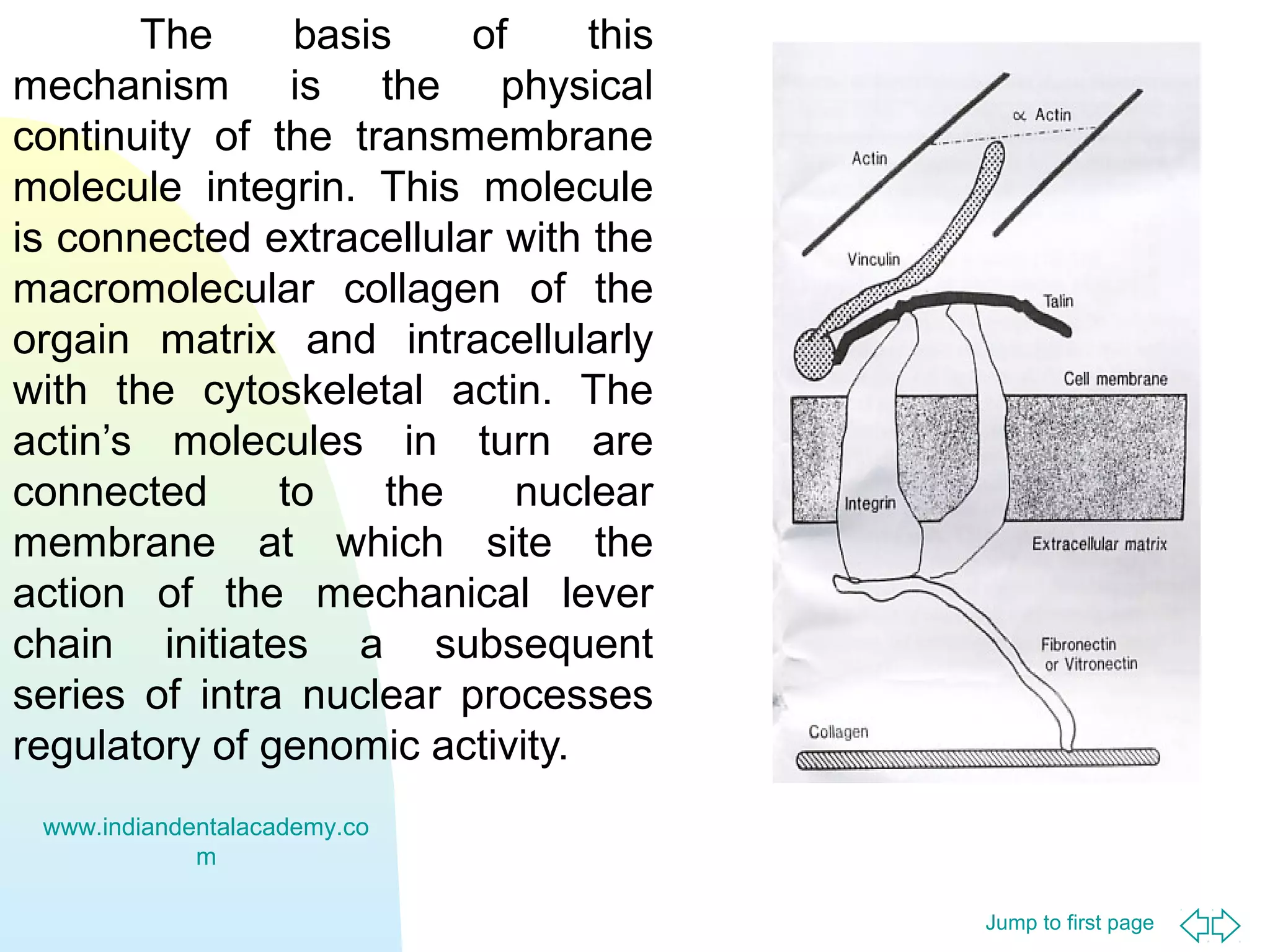 The
basis
of
this
mechanism is the physical
continuity of the transmembrane
molecule integrin. This molecule
is connected extracellular with the
macromolecular collagen of the
orgain matrix and intracellularly
with the cytoskeletal actin. The
actin’s molecules in turn are
connected
to
the
nuclear
membrane at which site the
action of the mechanical lever
chain initiates a subsequent
series of intra nuclear processes
regulatory of genomic activity.
www.indiandentalacademy.co
m
Jump to first page

 