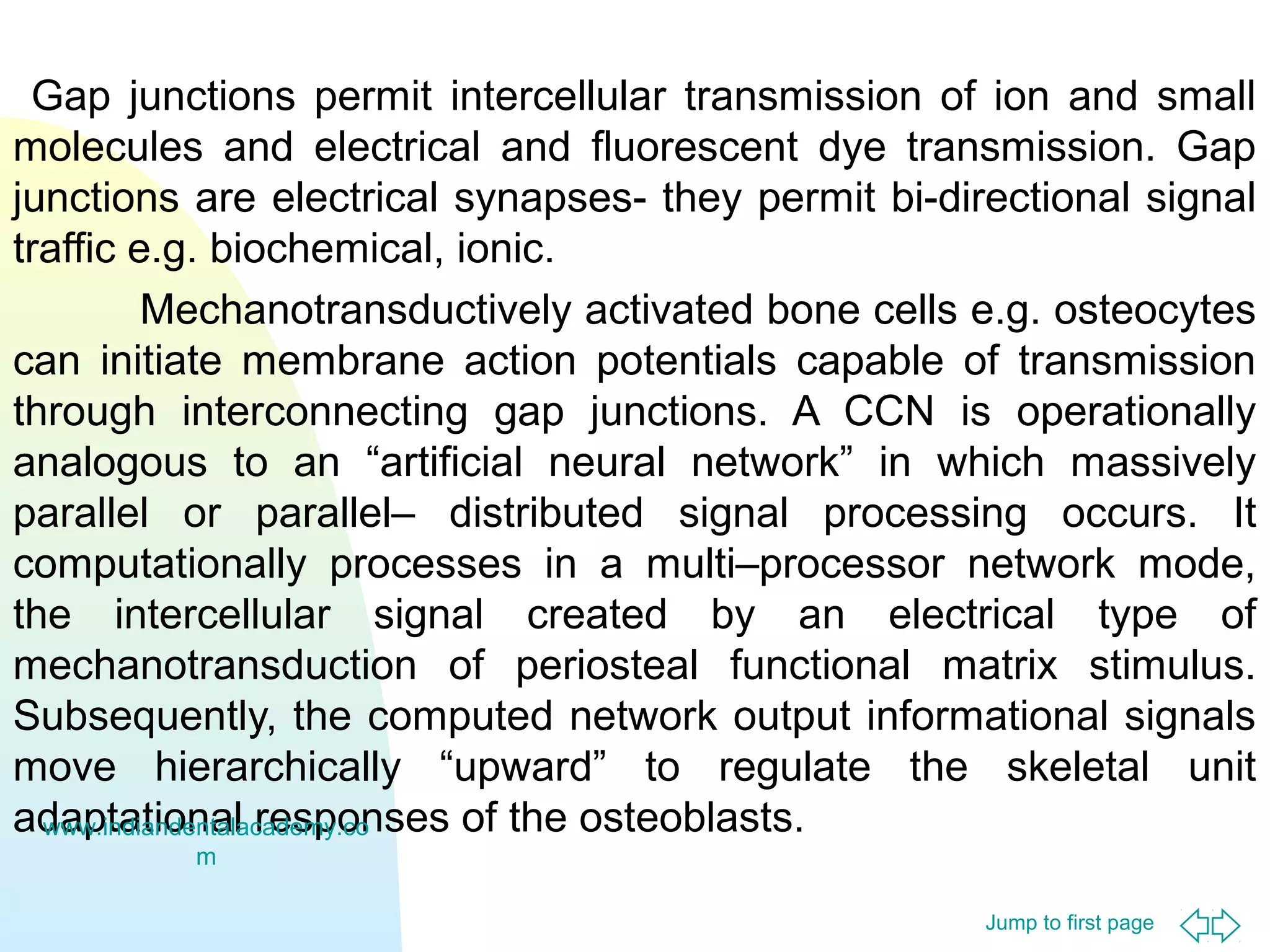 Gap junctions permit intercellular transmission of ion and small
molecules and electrical and fluorescent dye transmission. Gap
junctions are electrical synapses- they permit bi-directional signal
traffic e.g. biochemical, ionic.
Mechanotransductively activated bone cells e.g. osteocytes
can initiate membrane action potentials capable of transmission
through interconnecting gap junctions. A CCN is operationally
analogous to an “artificial neural network” in which massively
parallel or parallel– distributed signal processing occurs. It
computationally processes in a multi–processor network mode,
the intercellular signal created by an electrical type of
mechanotransduction of periosteal functional matrix stimulus.
Subsequently, the computed network output informational signals
move hierarchically “upward” to regulate the skeletal unit
adaptational responses of the osteoblasts.
www.indiandentalacademy.co
m
Jump to first page

 