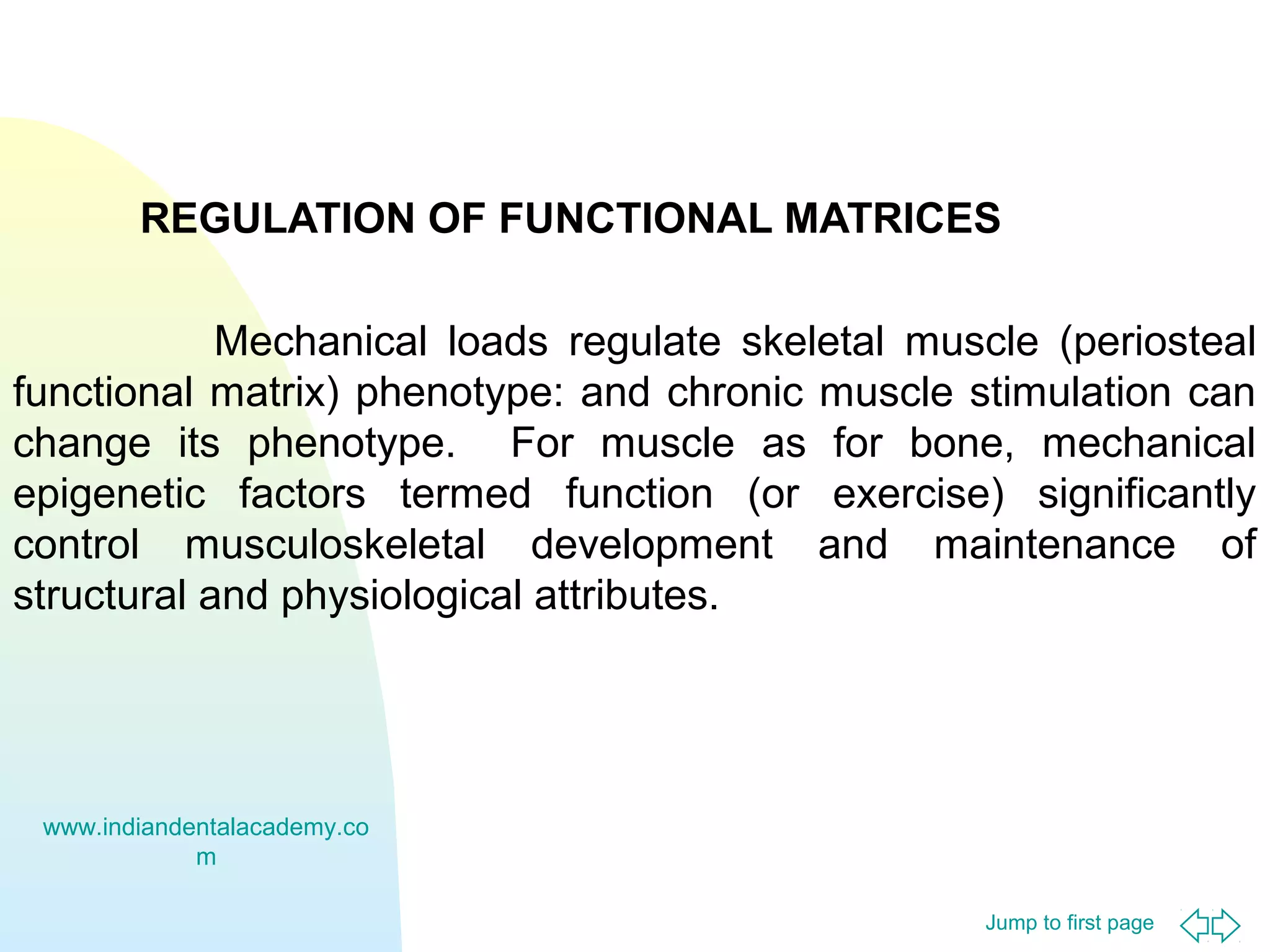 REGULATION OF FUNCTIONAL MATRICES
Mechanical loads regulate skeletal muscle (periosteal
functional matrix) phenotype: and chronic muscle stimulation can
change its phenotype. For muscle as for bone, mechanical
epigenetic factors termed function (or exercise) significantly
control musculoskeletal development and maintenance of
structural and physiological attributes.

www.indiandentalacademy.co
m
Jump to first page

 