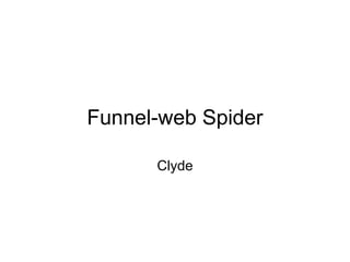 Funnel-web Spider Clyde 