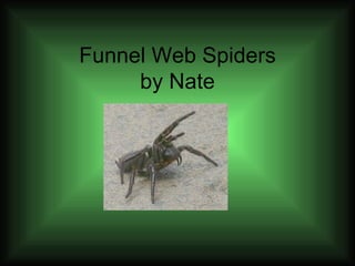 Funnel Web Spiders by Nate 