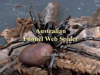 Australian Funnel Web Spider By Brooke 4M 