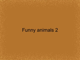 Funny animals 2 