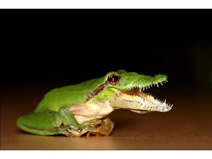 funny frog