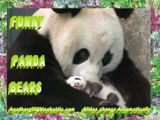 Funny Panda Bears