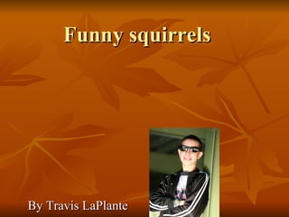 Funny squirrels  By Travis LaPlante  