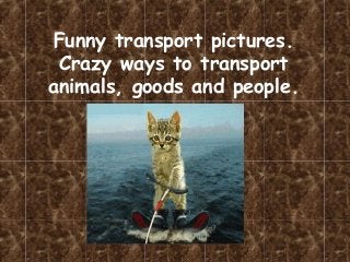 Funny transport pictures.
Crazy ways to transport
animals, goods and people.
 