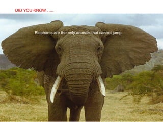 Elephants are the only animals that cannot jump.  DID YOU KNOW ….. 