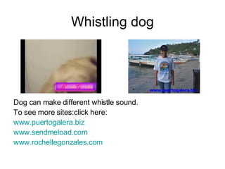 Whistling dog ,[object Object],[object Object],[object Object],[object Object],[object Object]