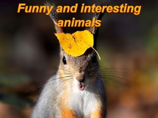 Funny and interesting animals