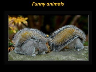 Funny animals 