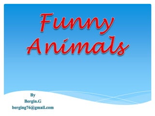 Funny Animals By  Bergin.G berging76@gmail.com 