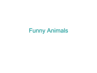 Funny Animals 