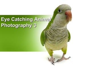 Eye Catching Animal
Photography 3
 