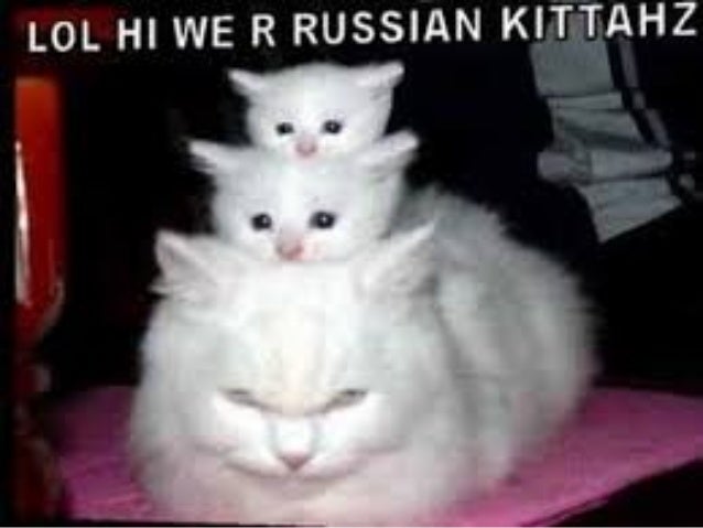 funny cat videos on