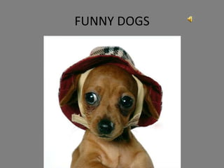 FUNNY DOGS 