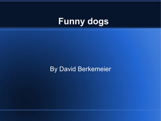 Funny dogs  By David Berkemeier 