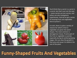 You’d think that a carrot is a carrot is
a carrot, but that’s just not the case
– some carrots are just carrots, and
others are also intergalactic
superheroes. And we’ve got a series
of amazing fruits and vegetables
here to prove it.
In truth, there is quite a variety of
reasons for which a fruit or
vegetable can grow into weird
shapes. The most common is
damage/scar tissue. If some part of
the fruit or vegetable is scarred,
especially during its earliest growing
stages, this can slow the growth in
that area and cause it to deform the
rest of the plant.
 