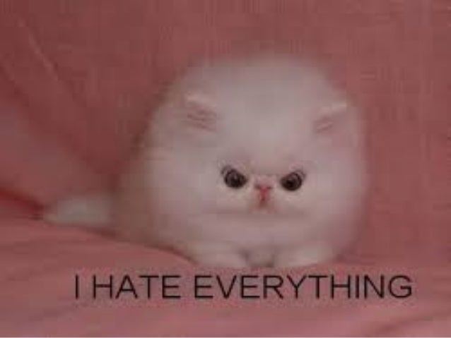 Funny Cat App Download Funny Cat App Download