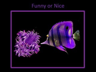 Funny or Nice,[object Object]