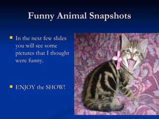 Funny Animal Snapshots ,[object Object],[object Object]