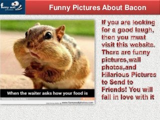 Funny Pictures About Bacon
 