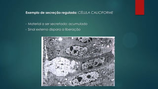 Exemplo de secreção regulada: CÉLULA CALICIFORME
•

Material a ser secretado: acumulado

•

Sinal externo dispara a liberação

 